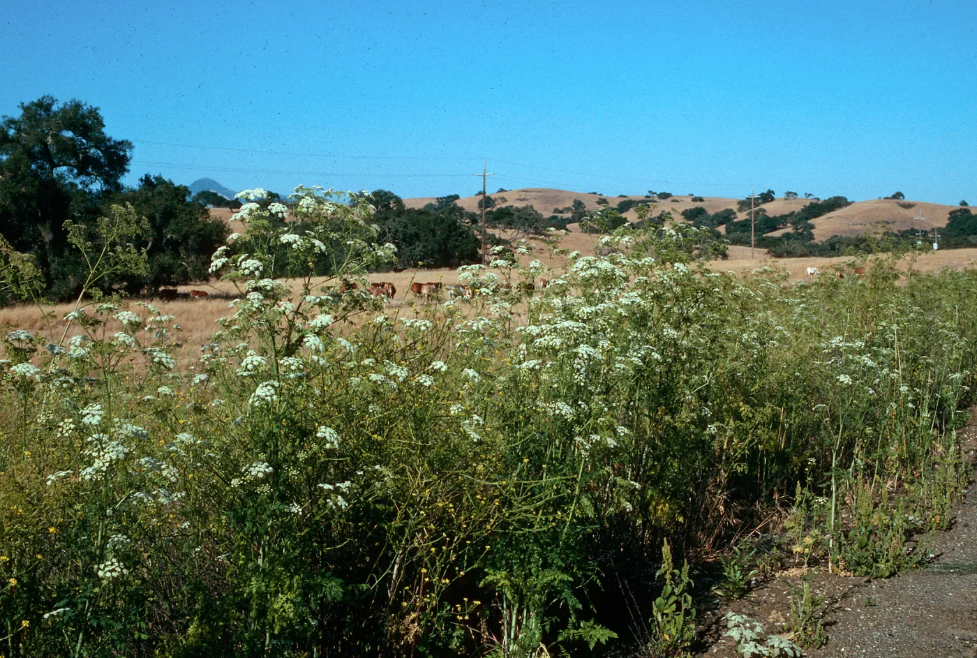 Conium, Poison Hemlock