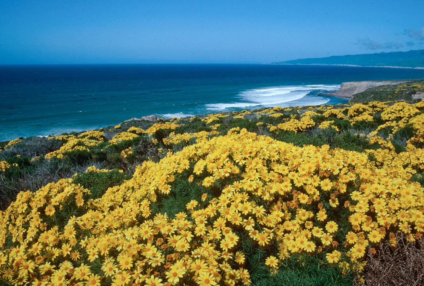 Cojo Jalama