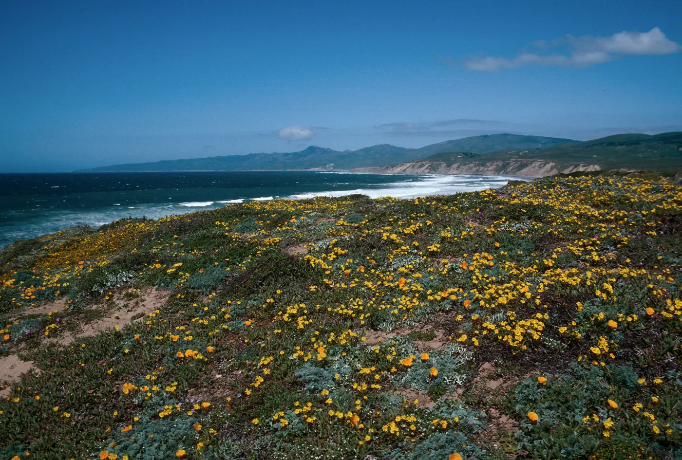 Cojo, Jalama