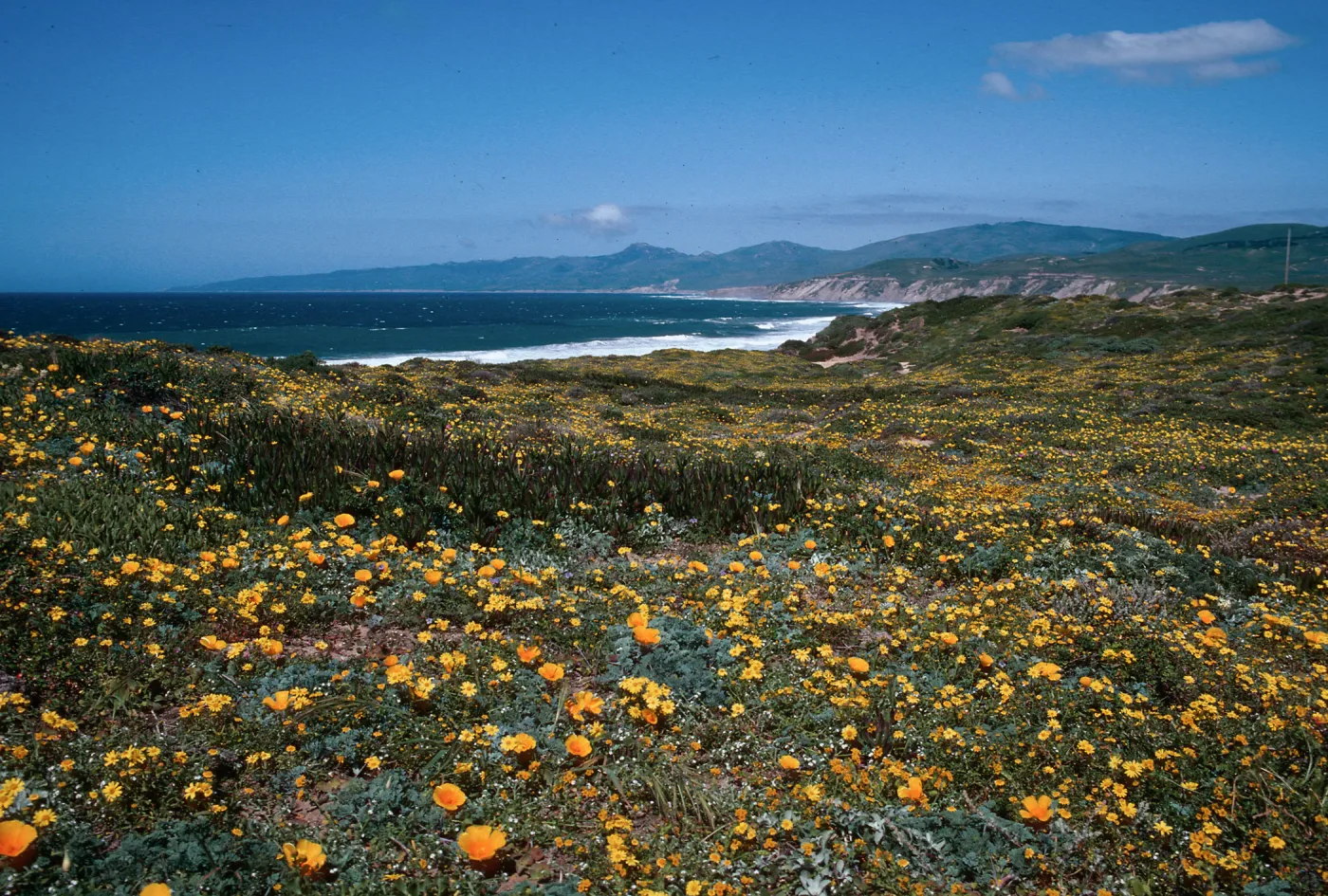 Cojo, Jalama