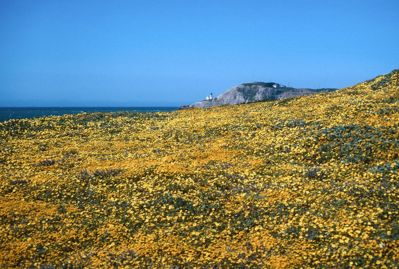 Cojo, Jalama