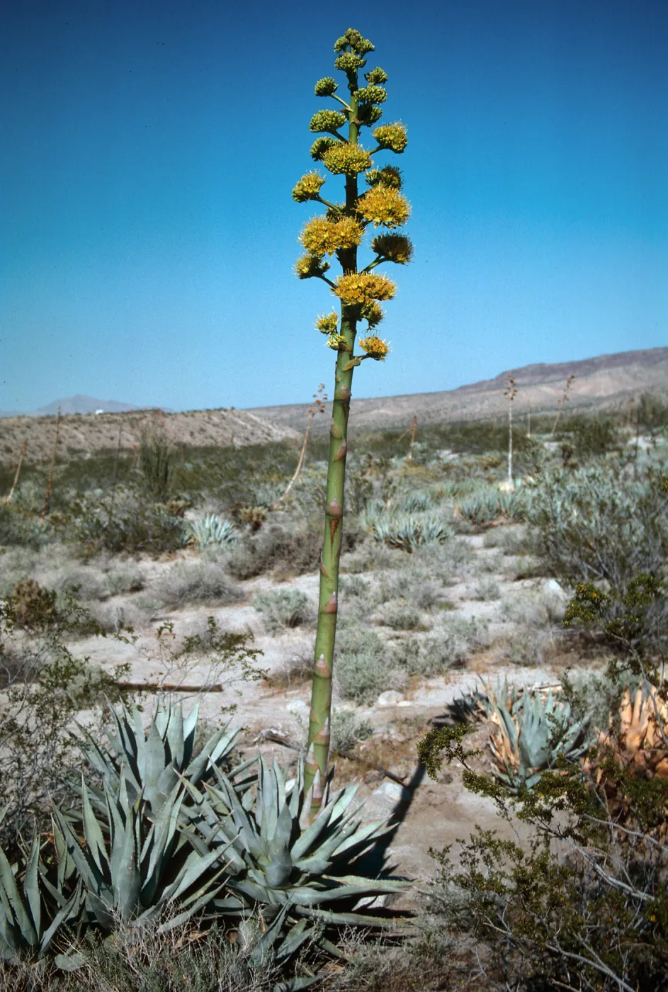 Anza-Borrego State Park (Century Plant)