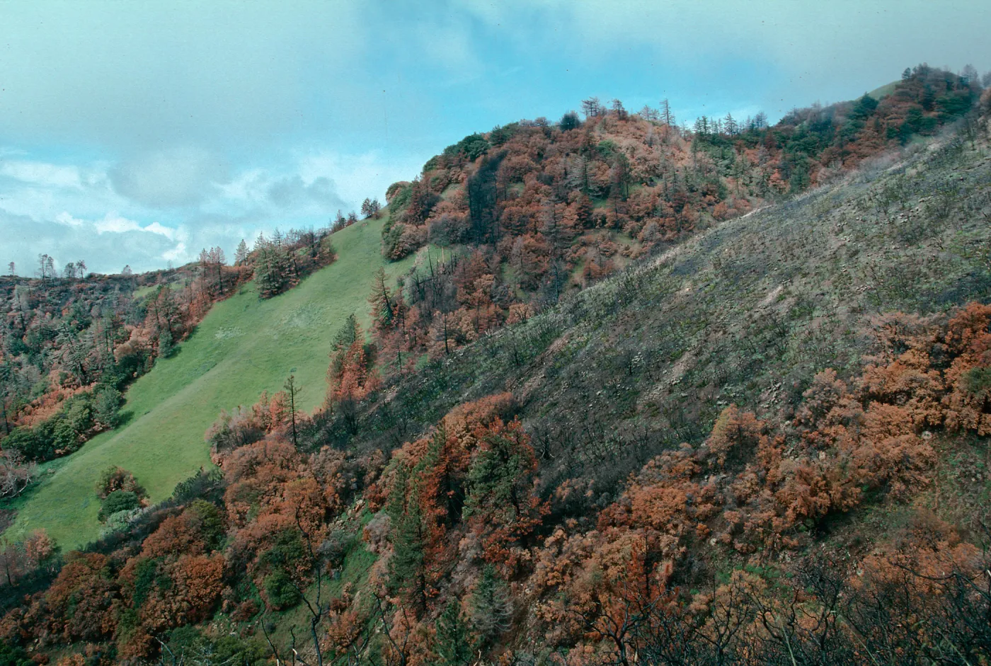 scenery, Marre burn, Figueroa Mountain area
