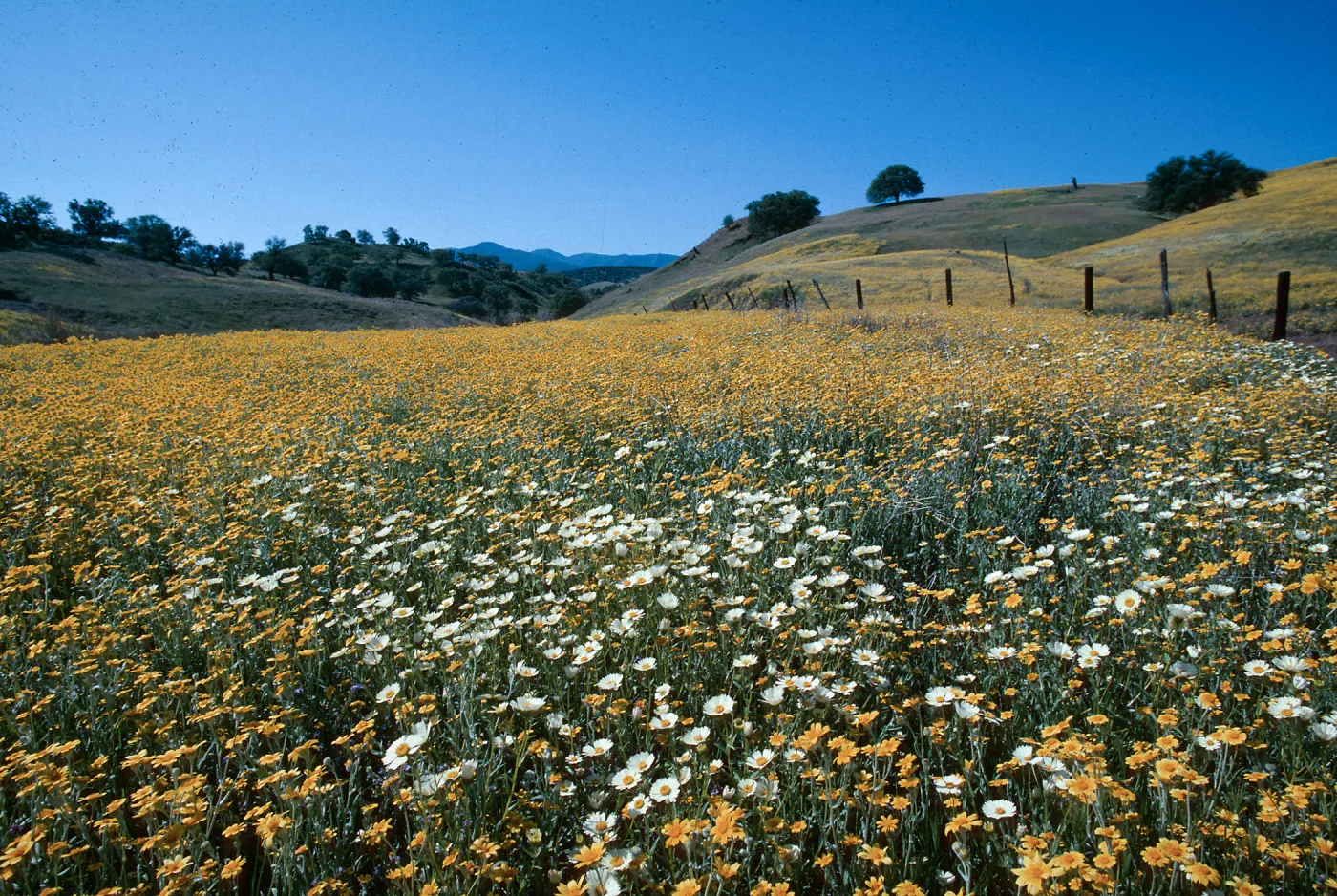 Monolopia (Hillside Daisy) and Layia heterotricha (White Daisy), Cottonwood