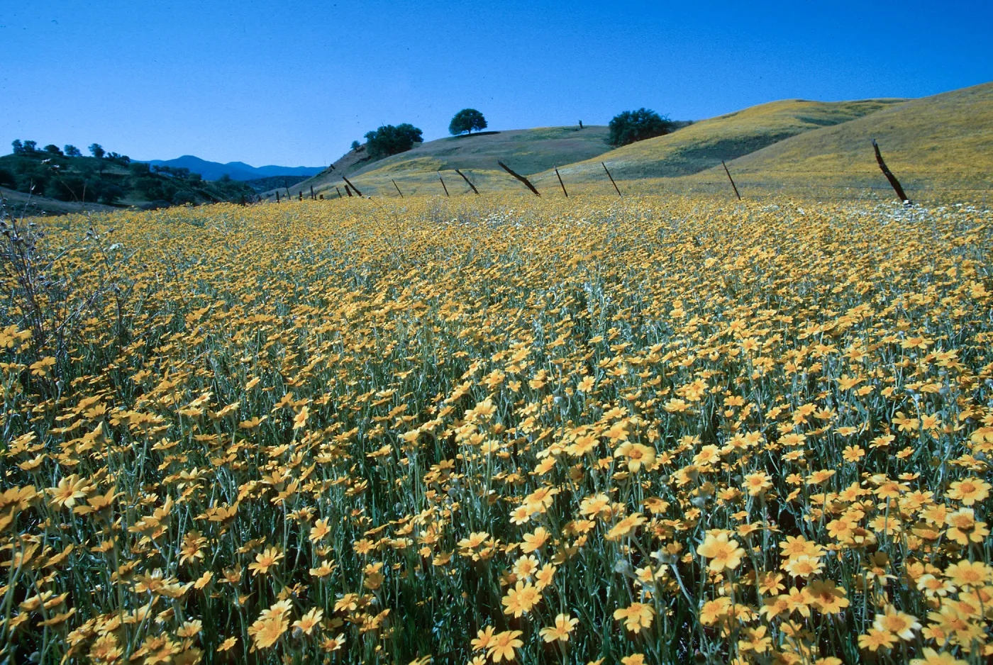 Monolopia lancelolata (Hillside Daisy), Cottonwood