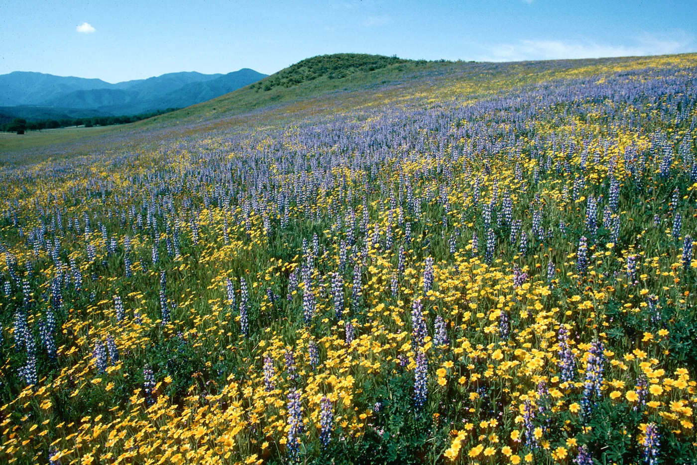 Cottonwood Canyon