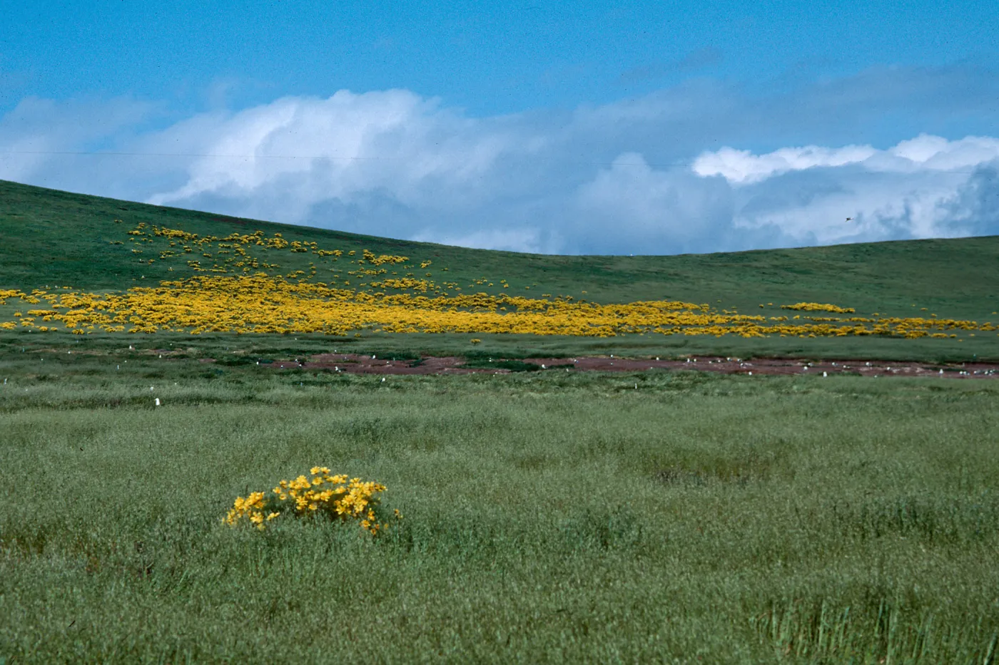 Coreopsis gigantea, Giant Coreopsis, Santa Barbara Island