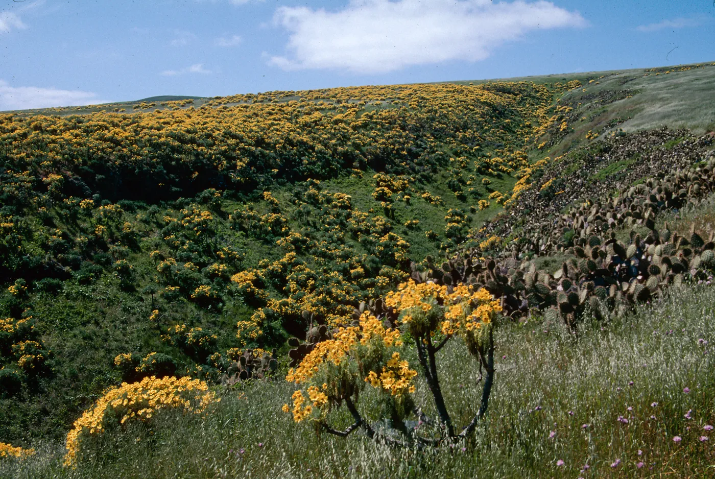 Coreopsis gigantea, Giant Coreopsis, Santa Barbara Island