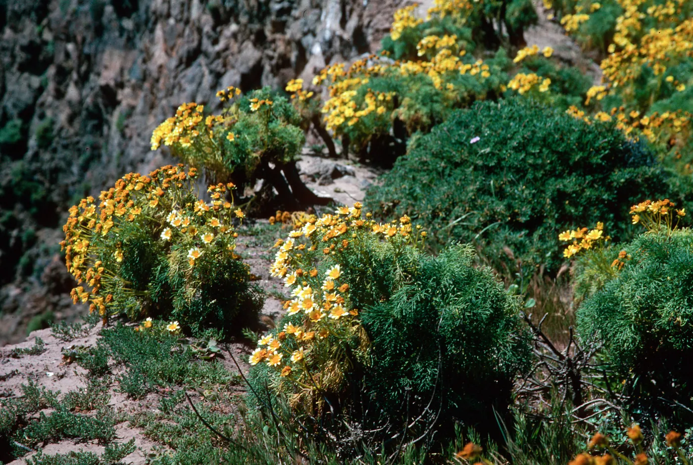 Anacapa Island