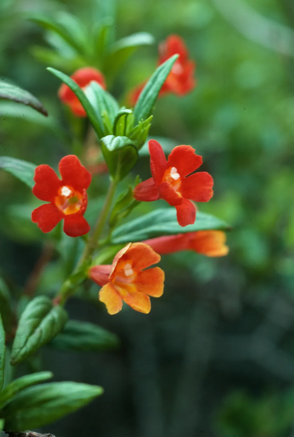 Mimulus flemingii, Island Monkey Flower, Santa Cruz Island