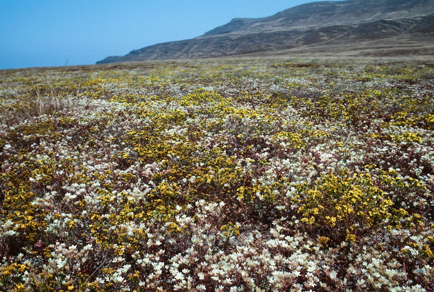 Fraser Point, Santa Cruz Island