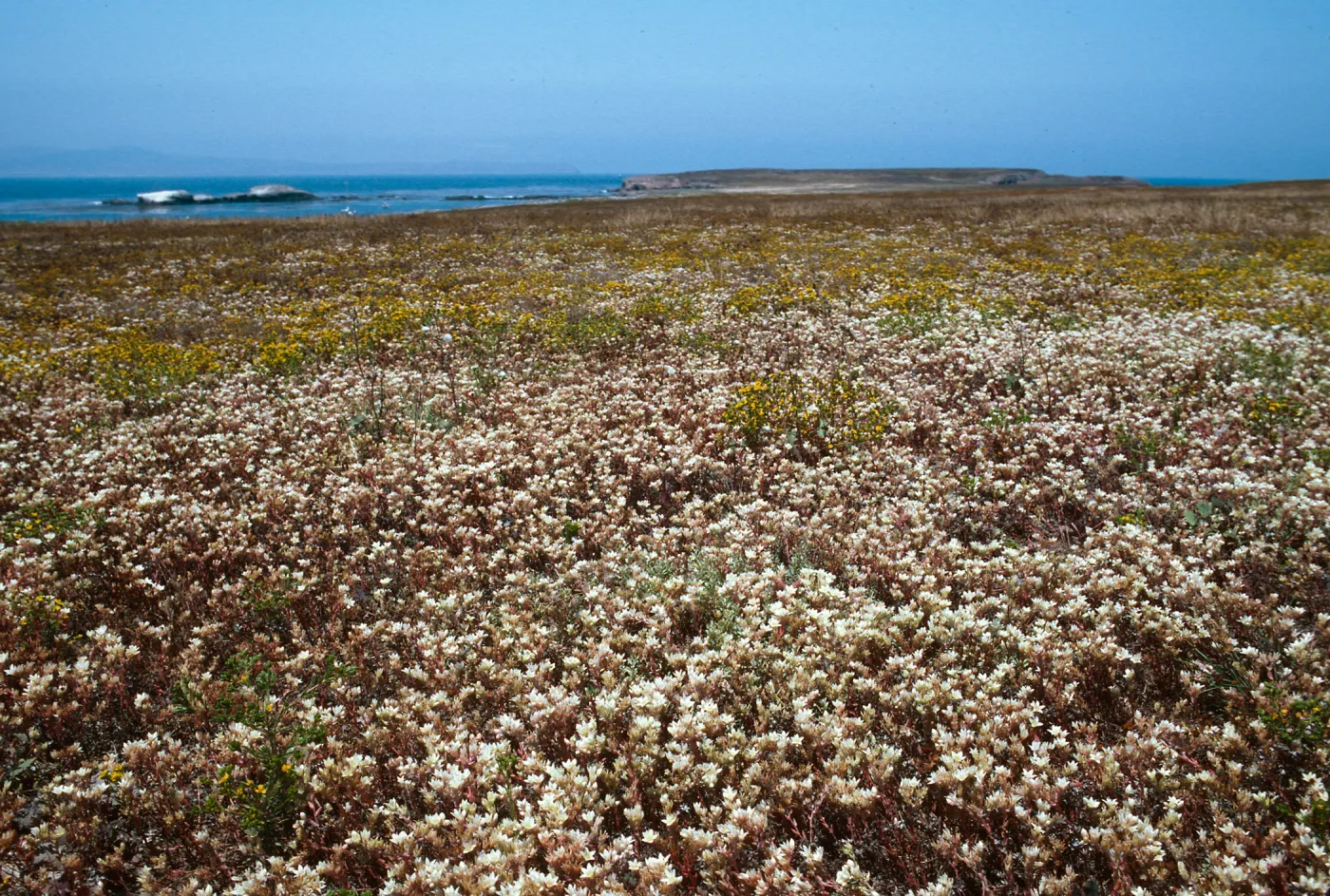 Fraser Point, Santa Cruz Island