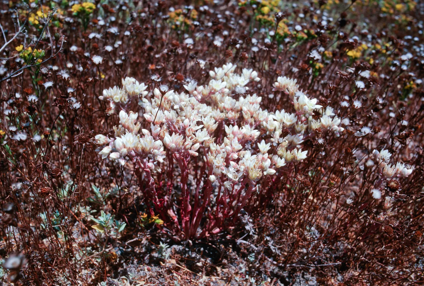 Fraser Point, Santa Cruz Island