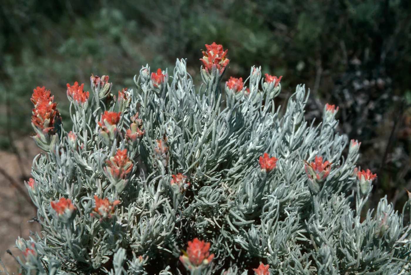 Castilleja lanata sub. hololeuca, Island Paint Brush, Santa Cruz Island