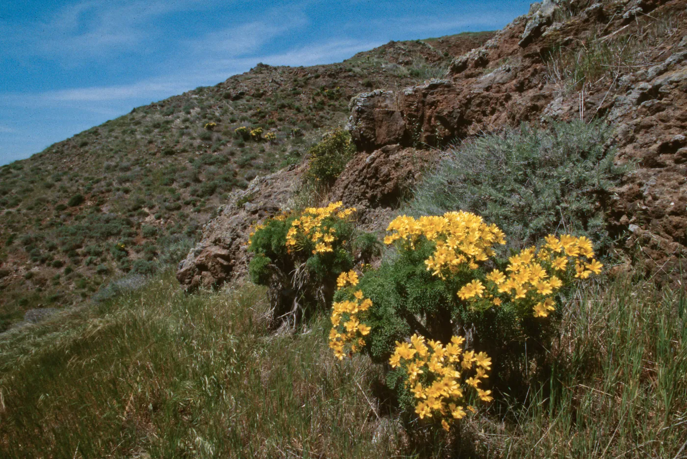 Coreopsis gigantea, West end, Santa Cruz Island