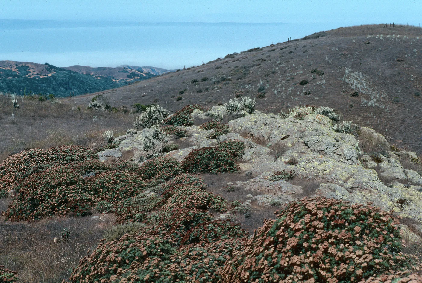Eriogonum arborescens, Buckwheat, Santa Cruz Island