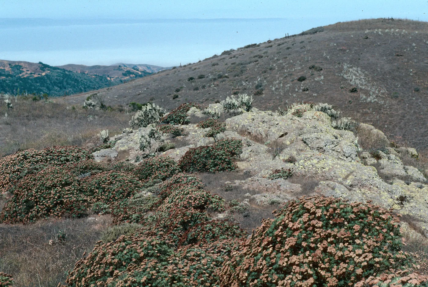 Eriogonum arborescens, Buckwheat, Santa Cruz Island