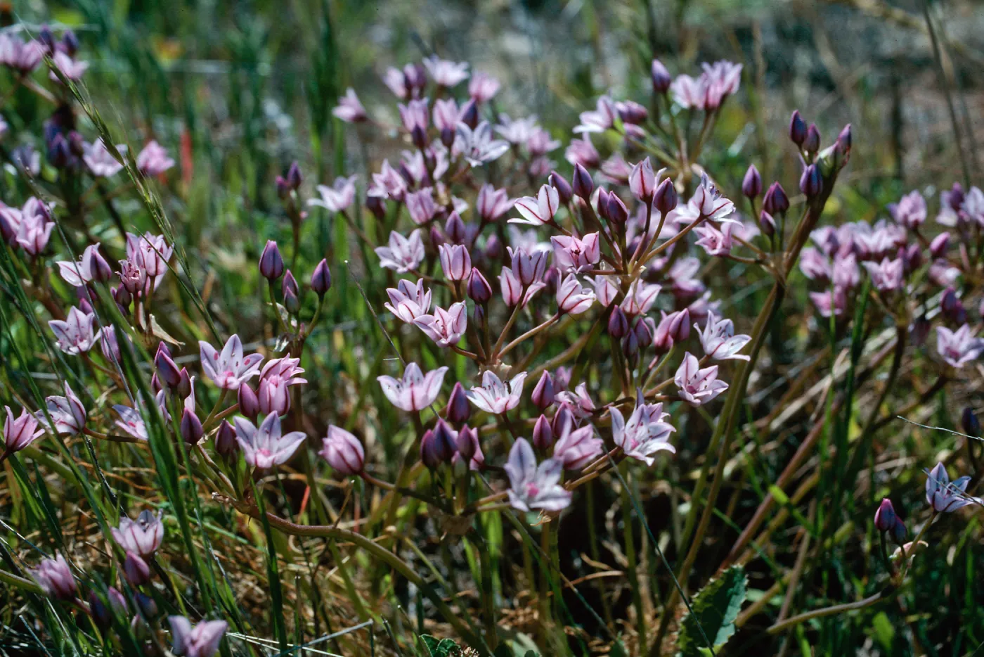 Allium praecox, Early Onion, Santa Rosa Island