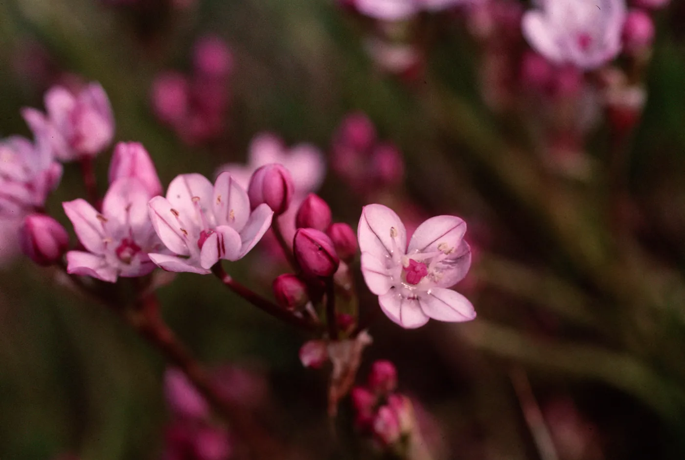 Allium praecox, Early Onion, Santa Rosa Island