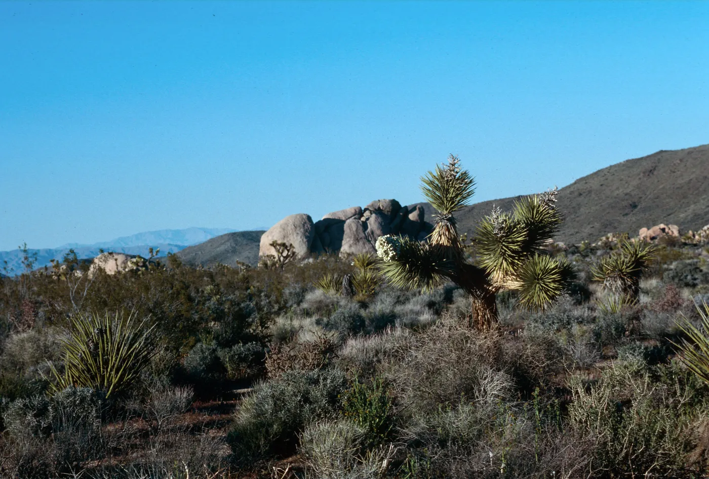 Joshua Tree