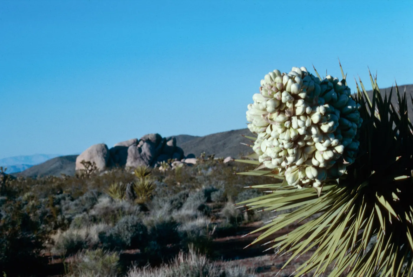 Joshua Tree