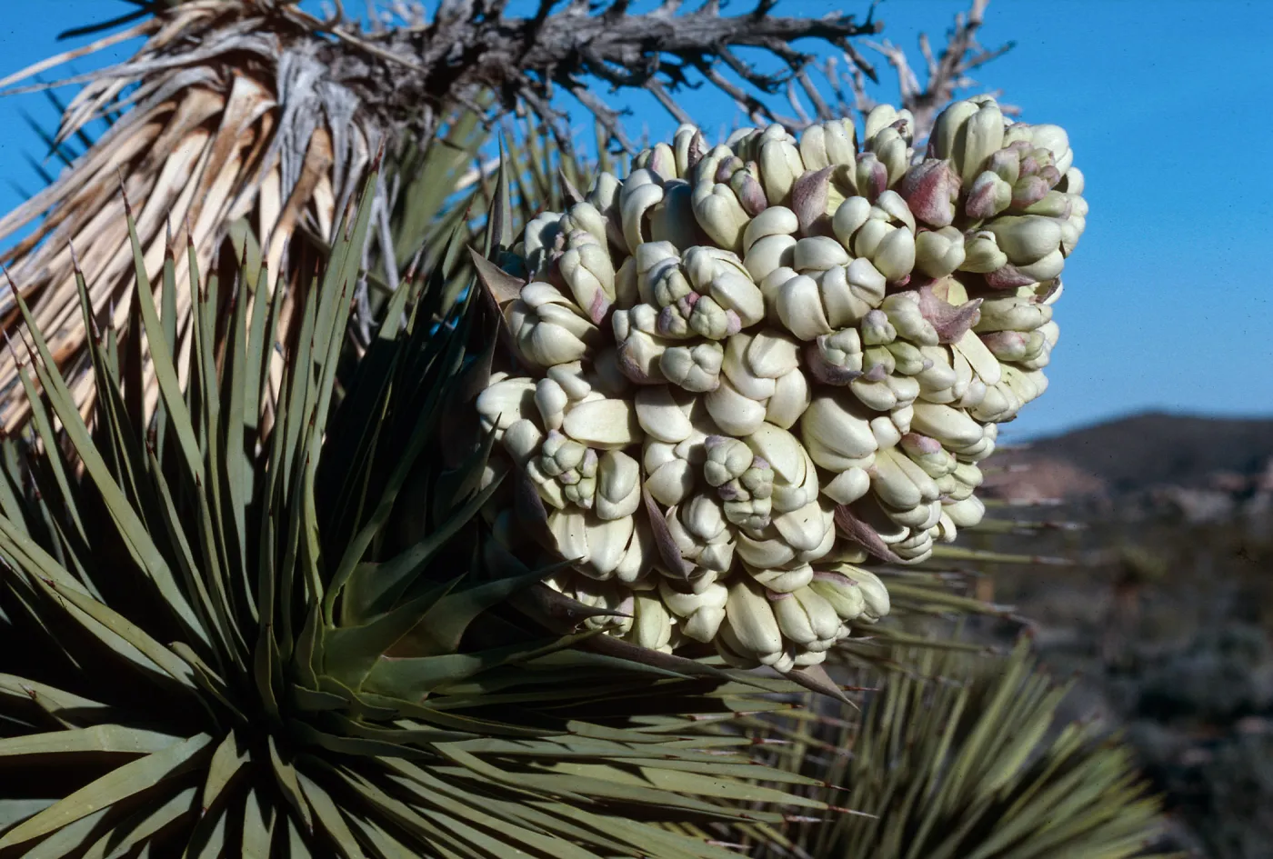 Joshua Tree