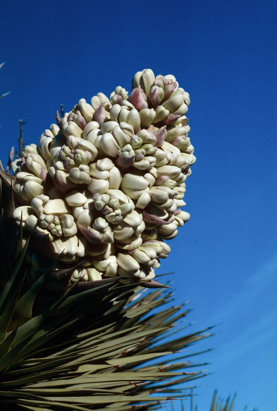Joshua Tree