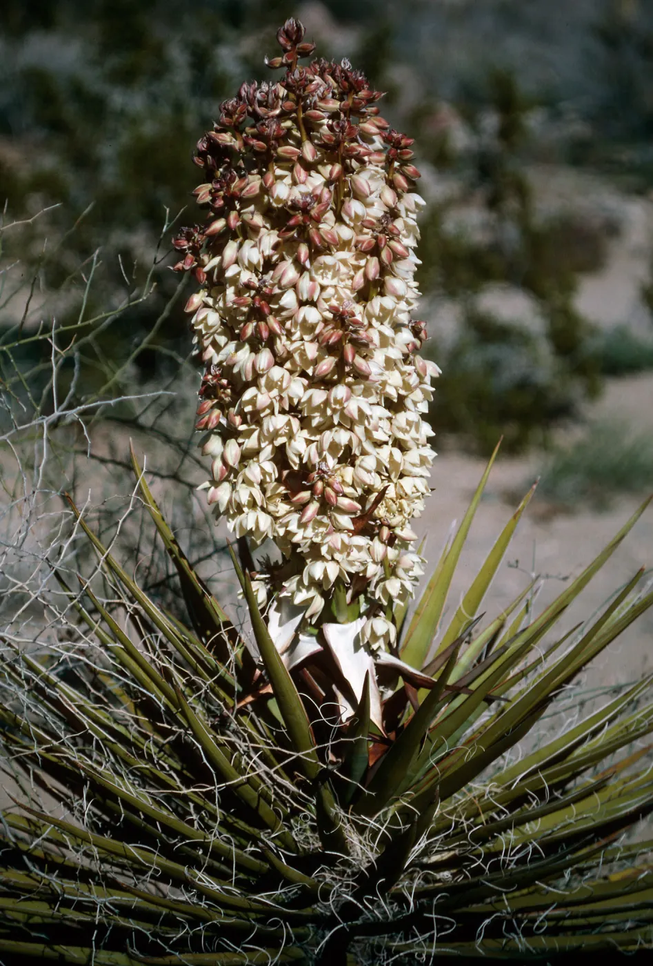 Joshua Tree