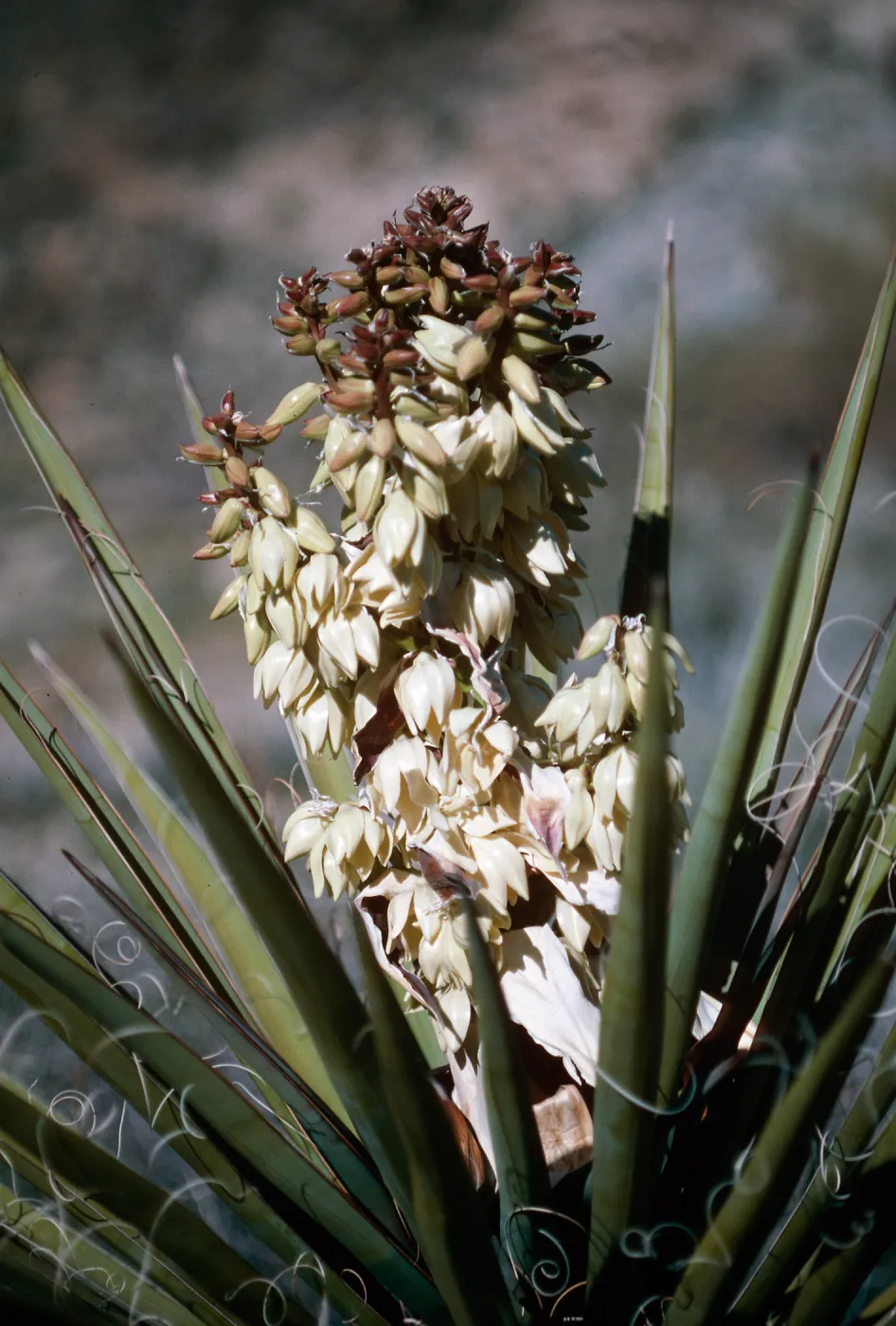 Joshua Tree