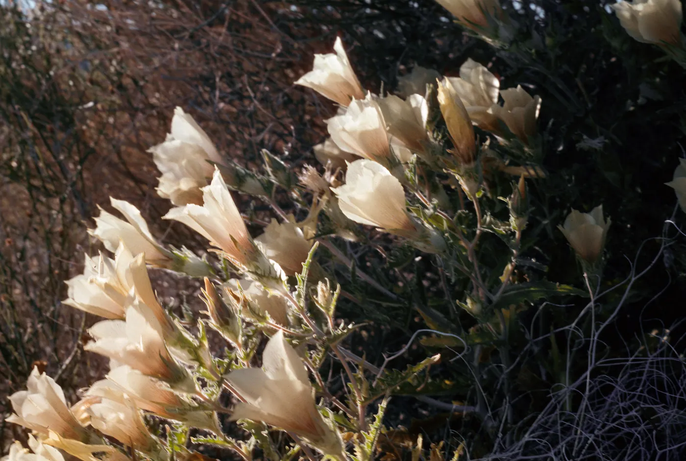 Joshua Tree