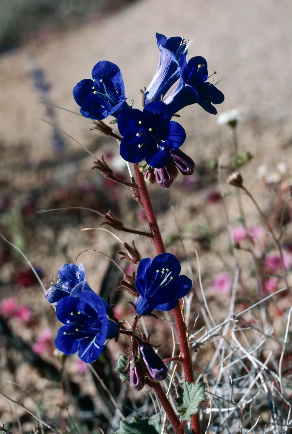 Joshua Tree