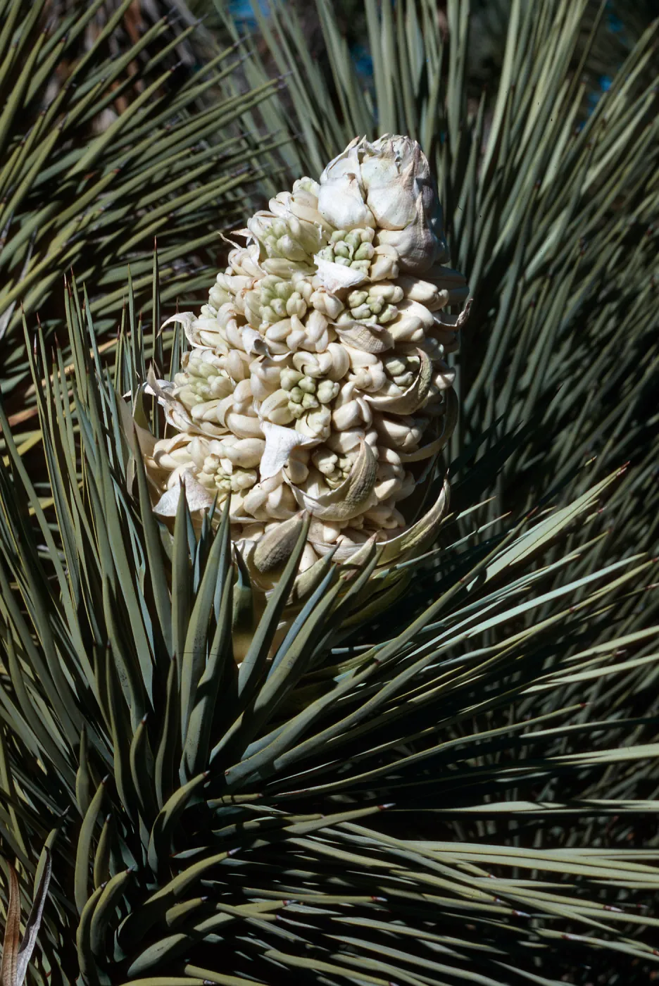 near Cajon