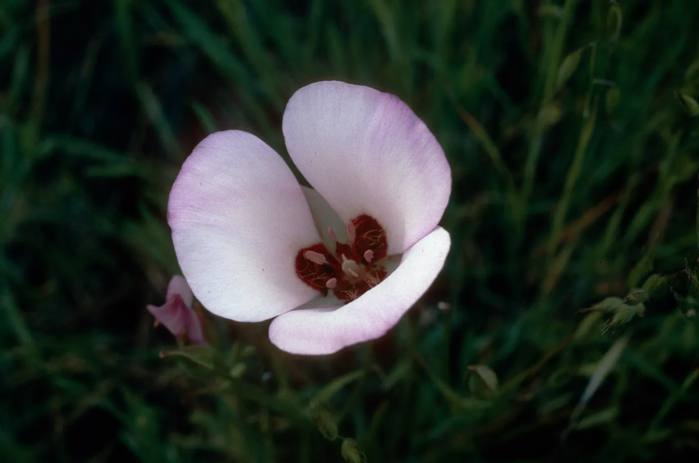 Calochortus catalinae