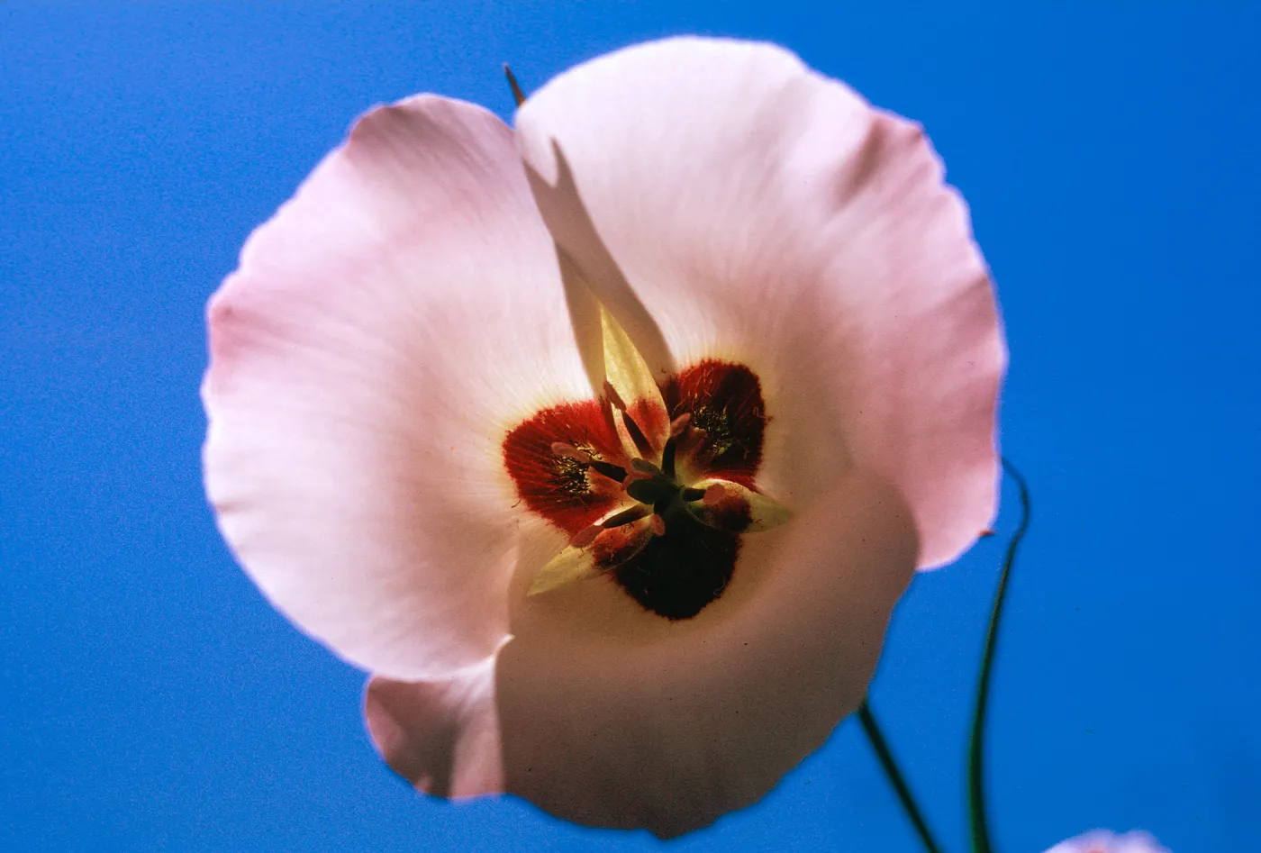 Calochortus catalinae