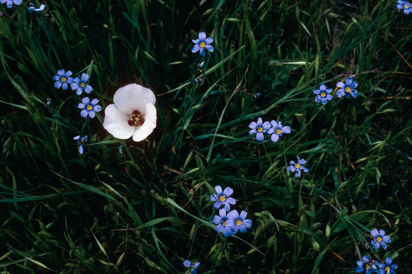 Calochortus catalinae