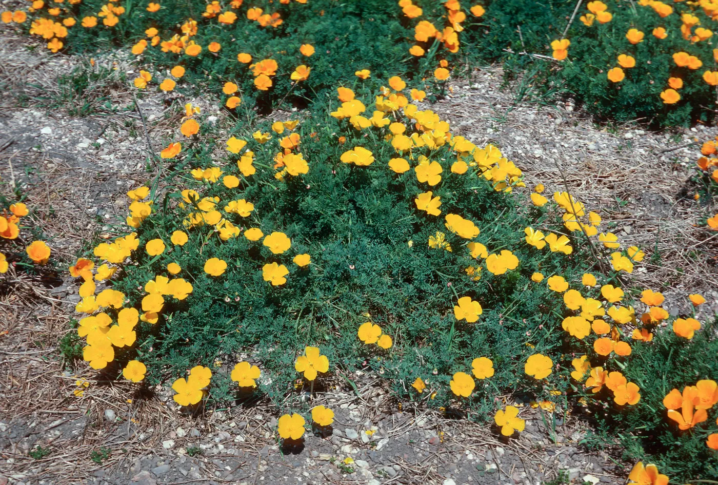 MontaÃ±a de Oro
