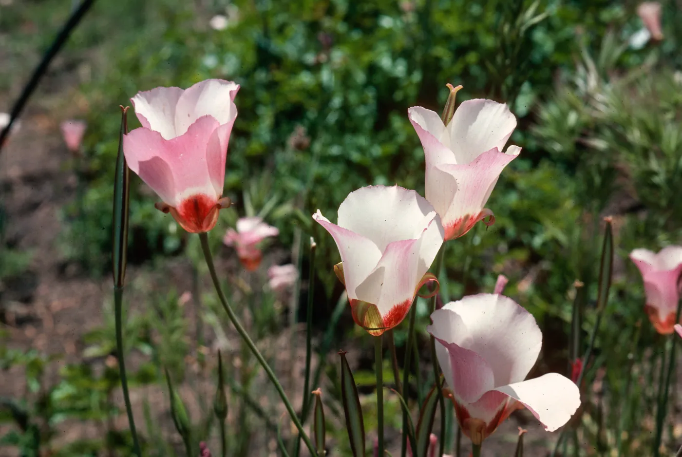 Calochortus, Hi Mountain