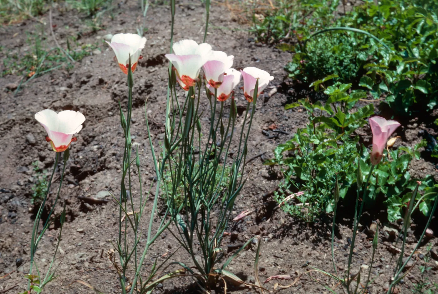 Calochortus, Hi Mountain