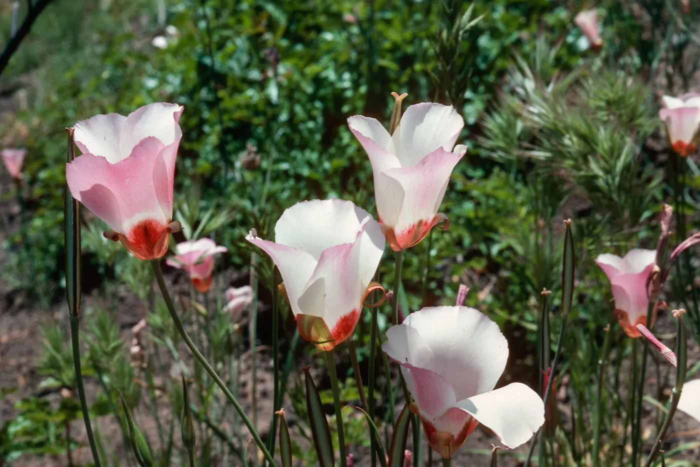 Calochortus, Hi Mountain