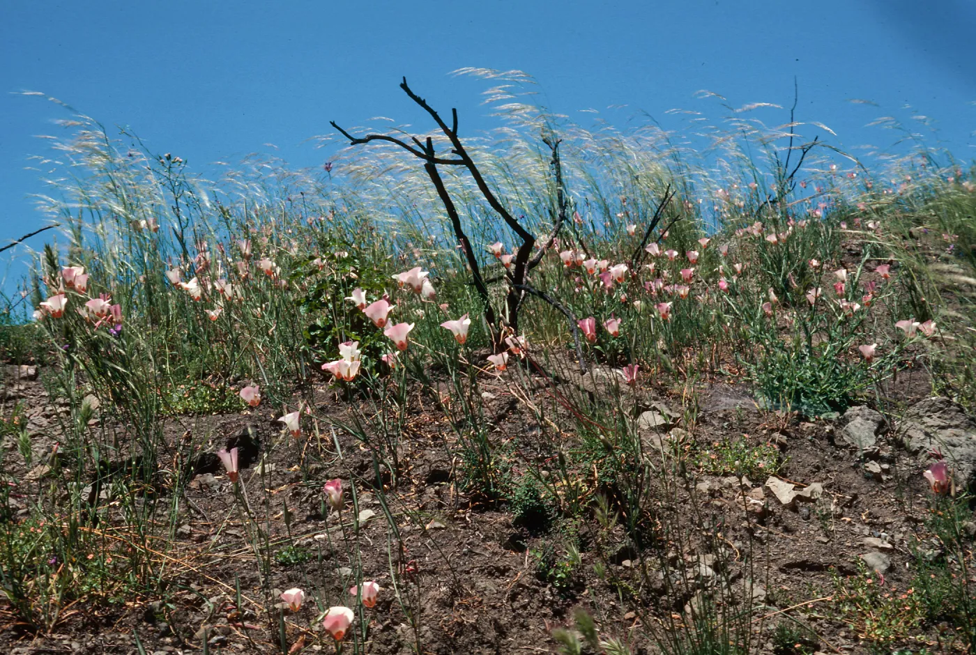 Calochortus, Hi Mountain