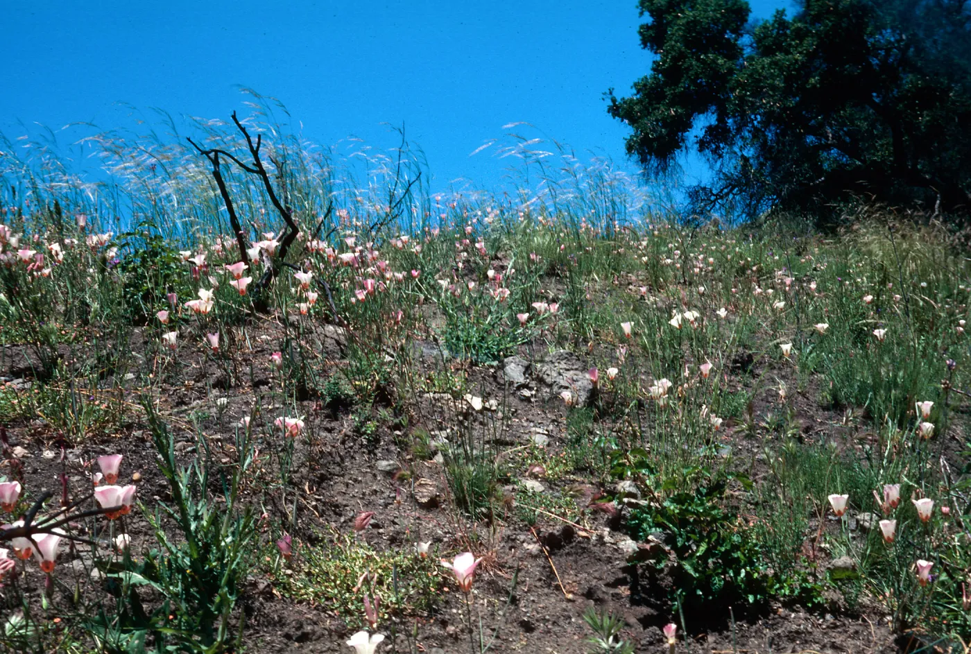 Calochortus, Hi Mountain