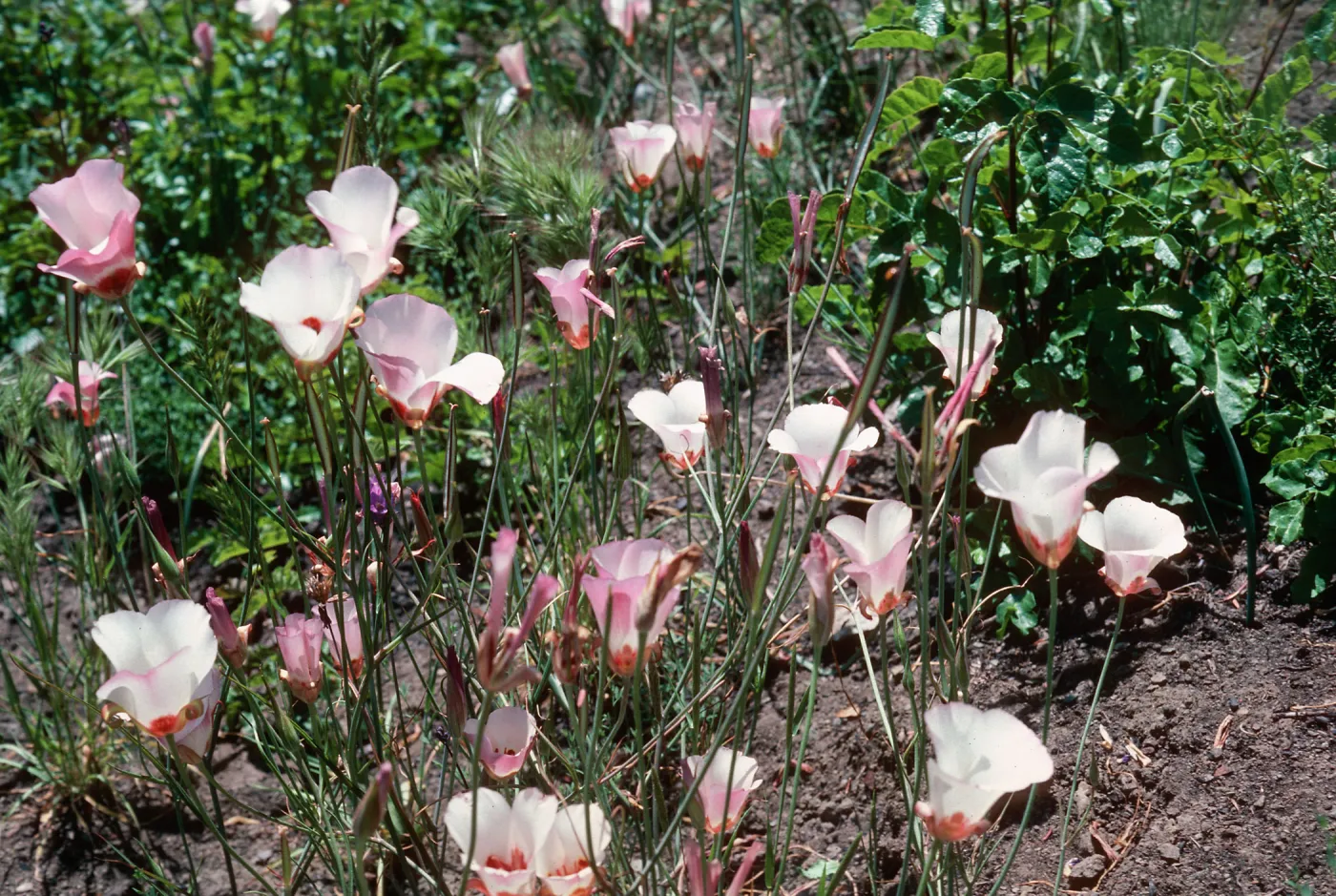 Calochortus, Hi Mountain