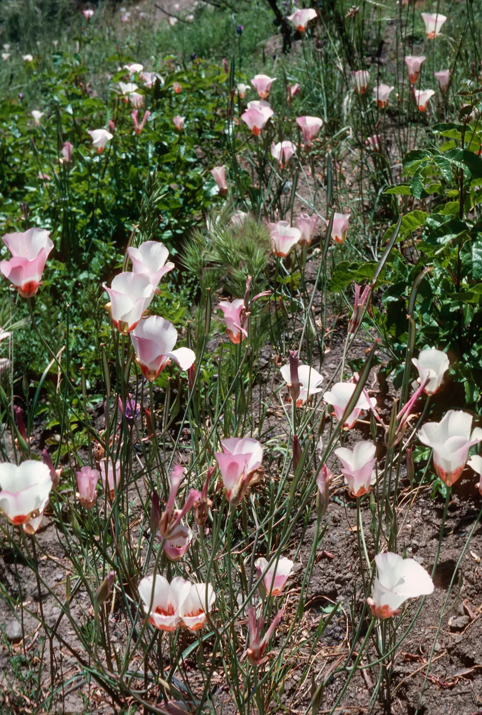 Calochortus, Hi Mountain