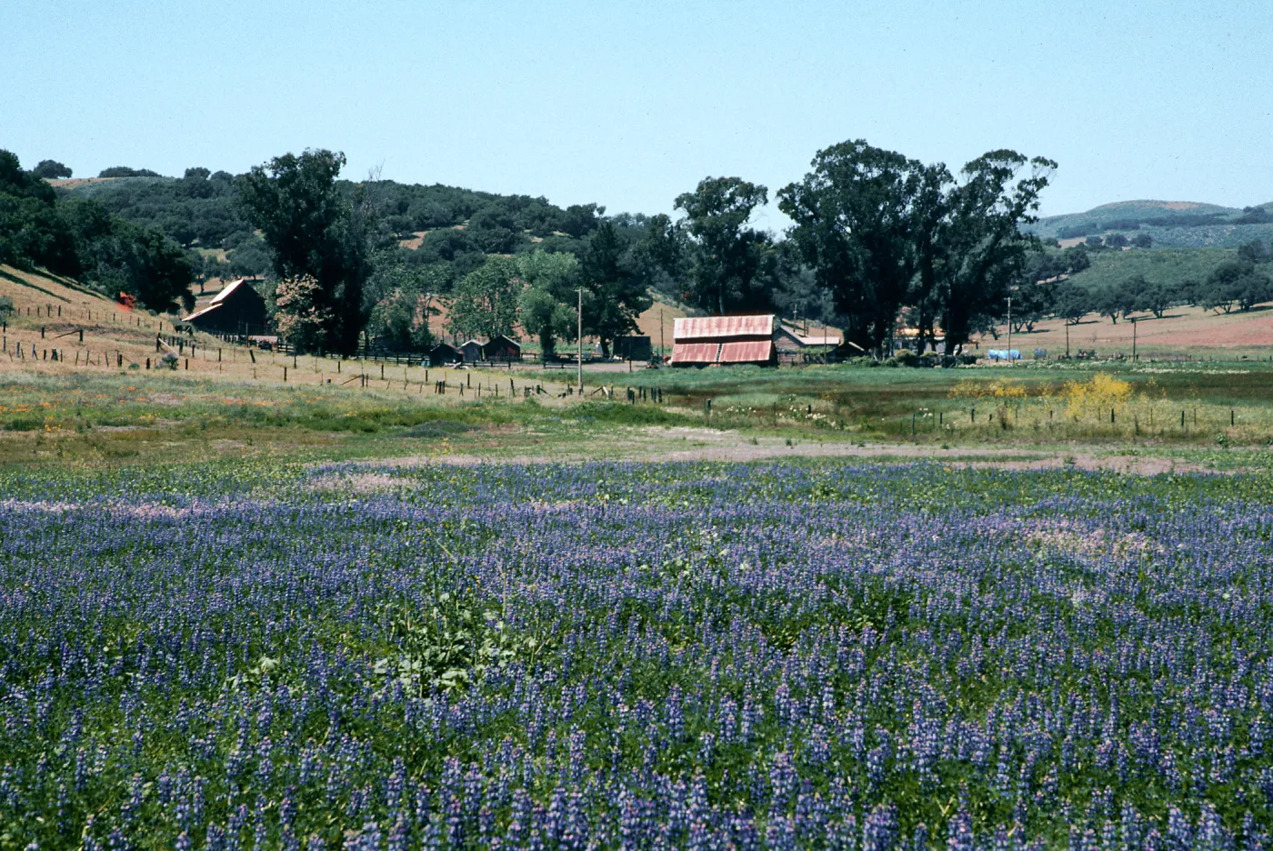 ranch house, Las Flores Ranch, Los Alamos (Lupine)