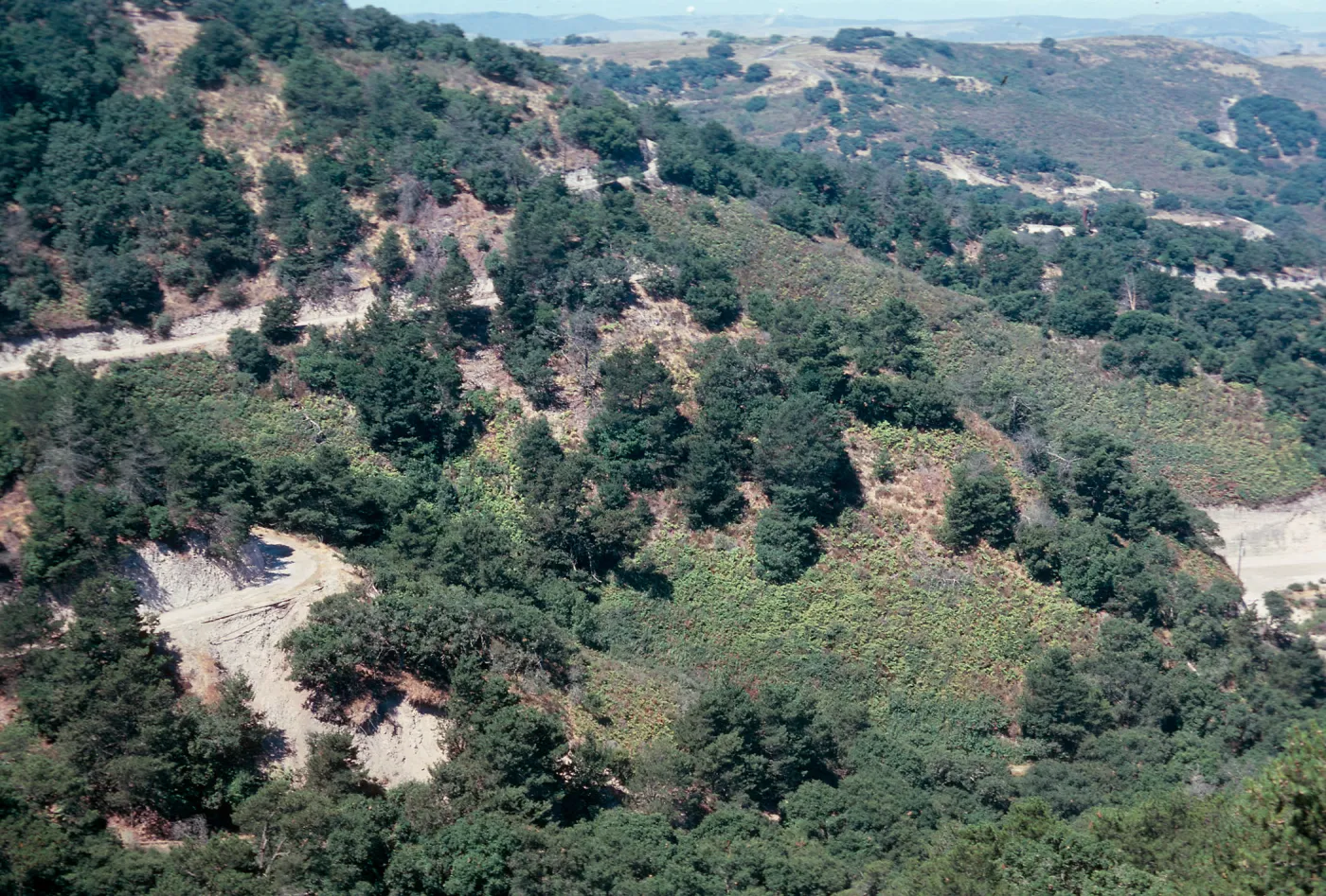  Orcutt