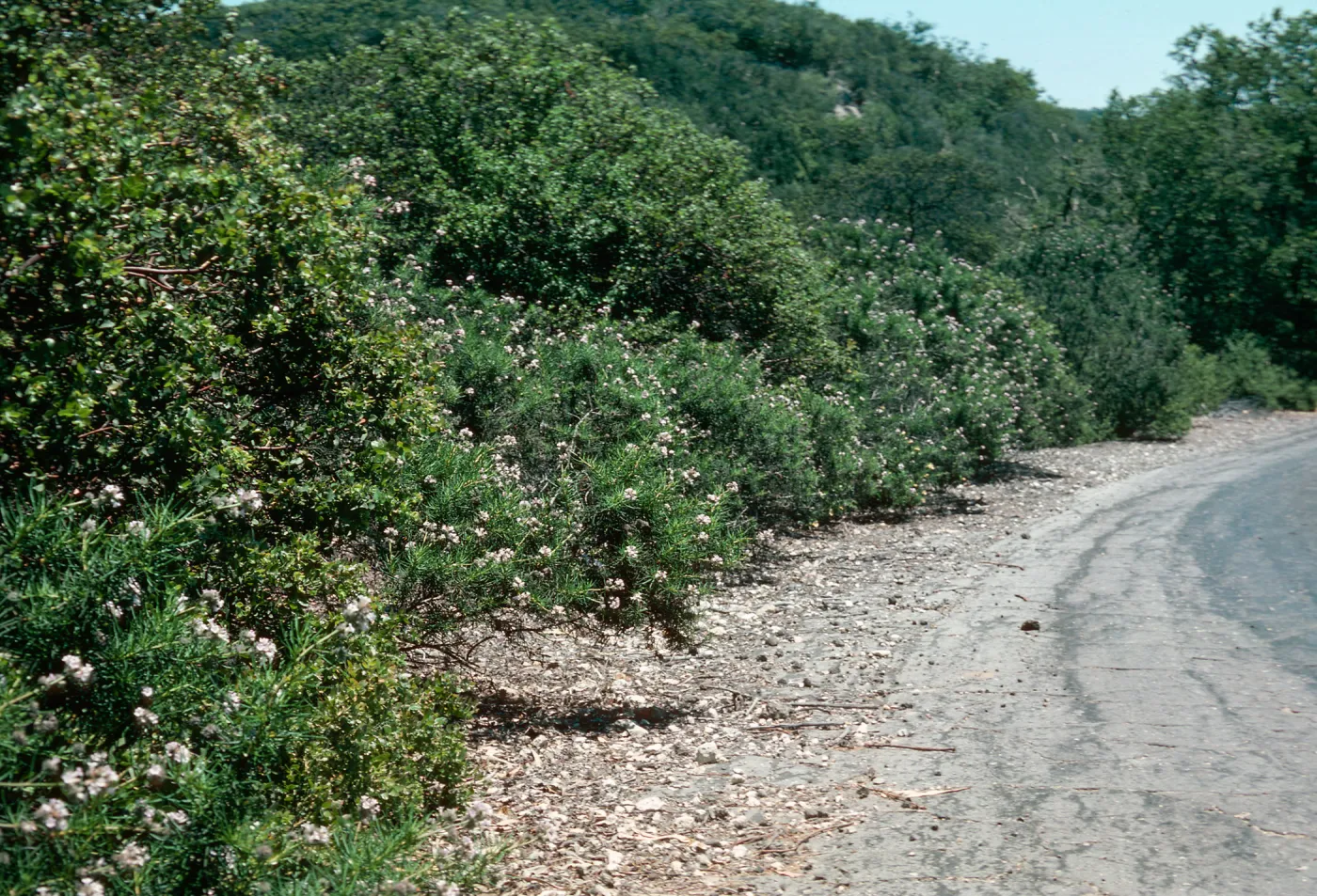 Eriodictyon (Yerba santa), Orcutt
