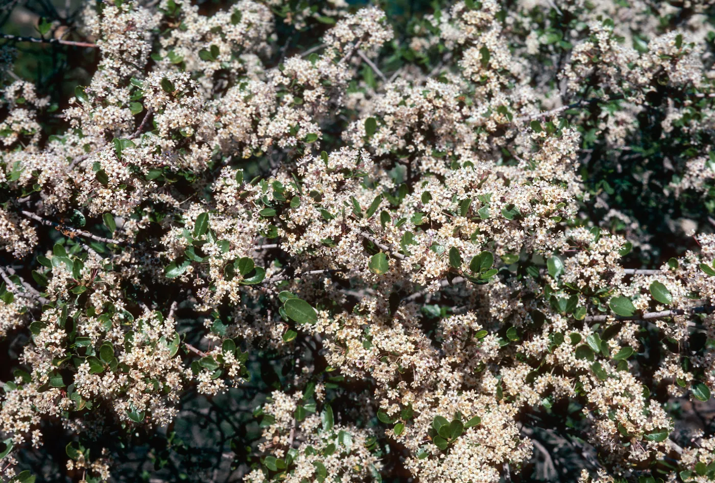 Ceanothus cuneatus, Cachuma Dam