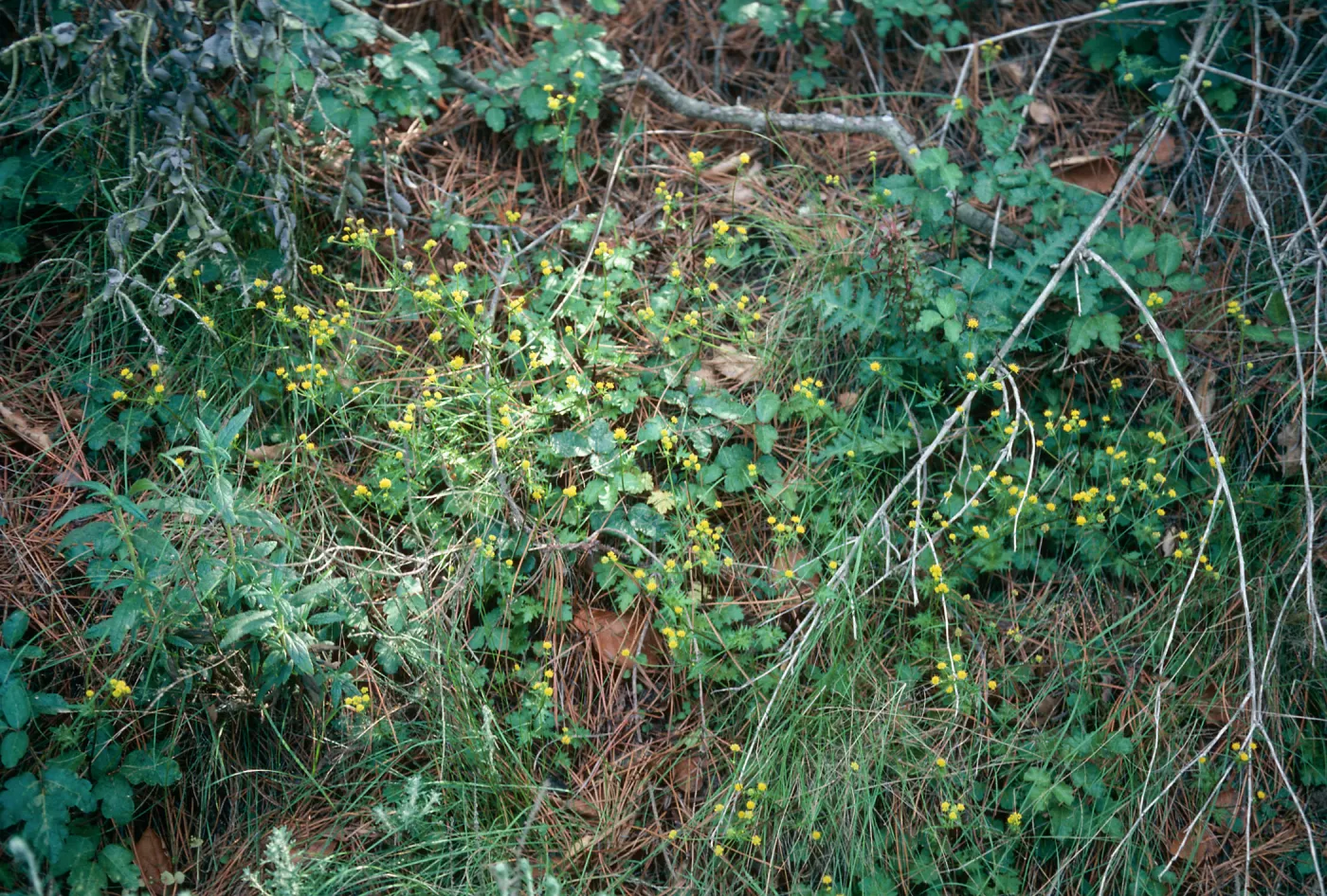 Sanicula, Orcutt Hill