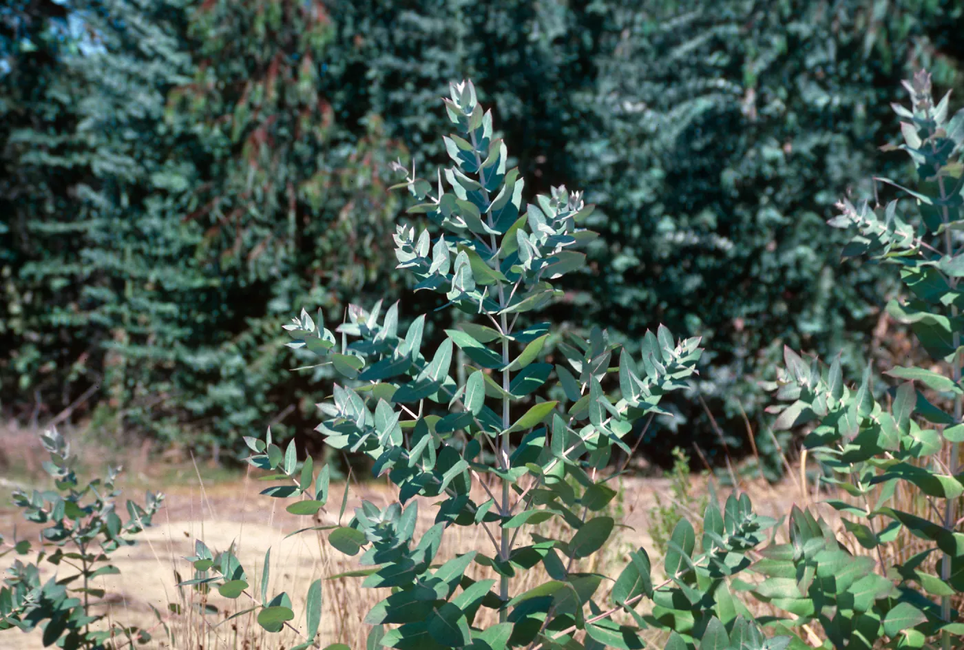 Orcutt oil