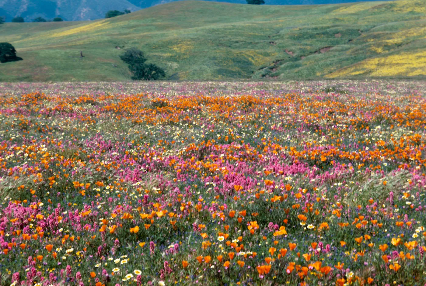 Cottonwood Canyon